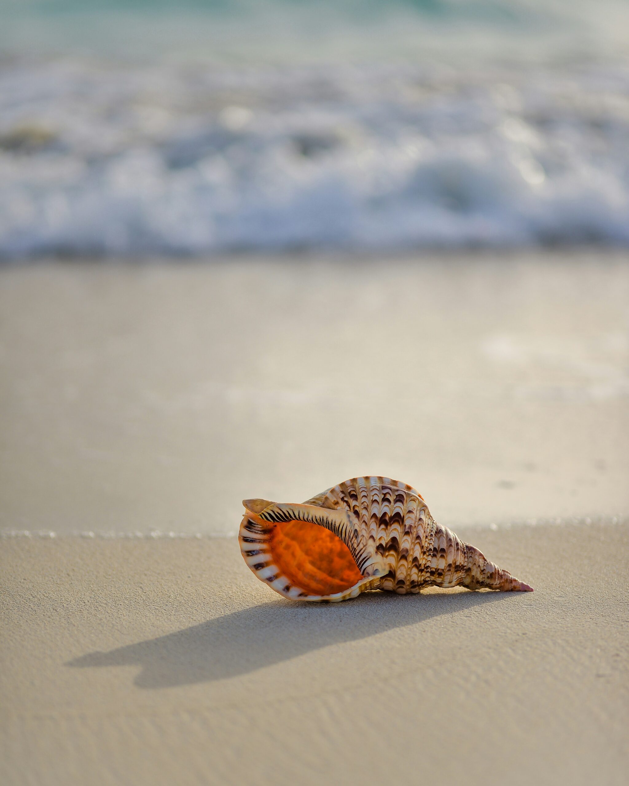 Interior Design Seashell Trend